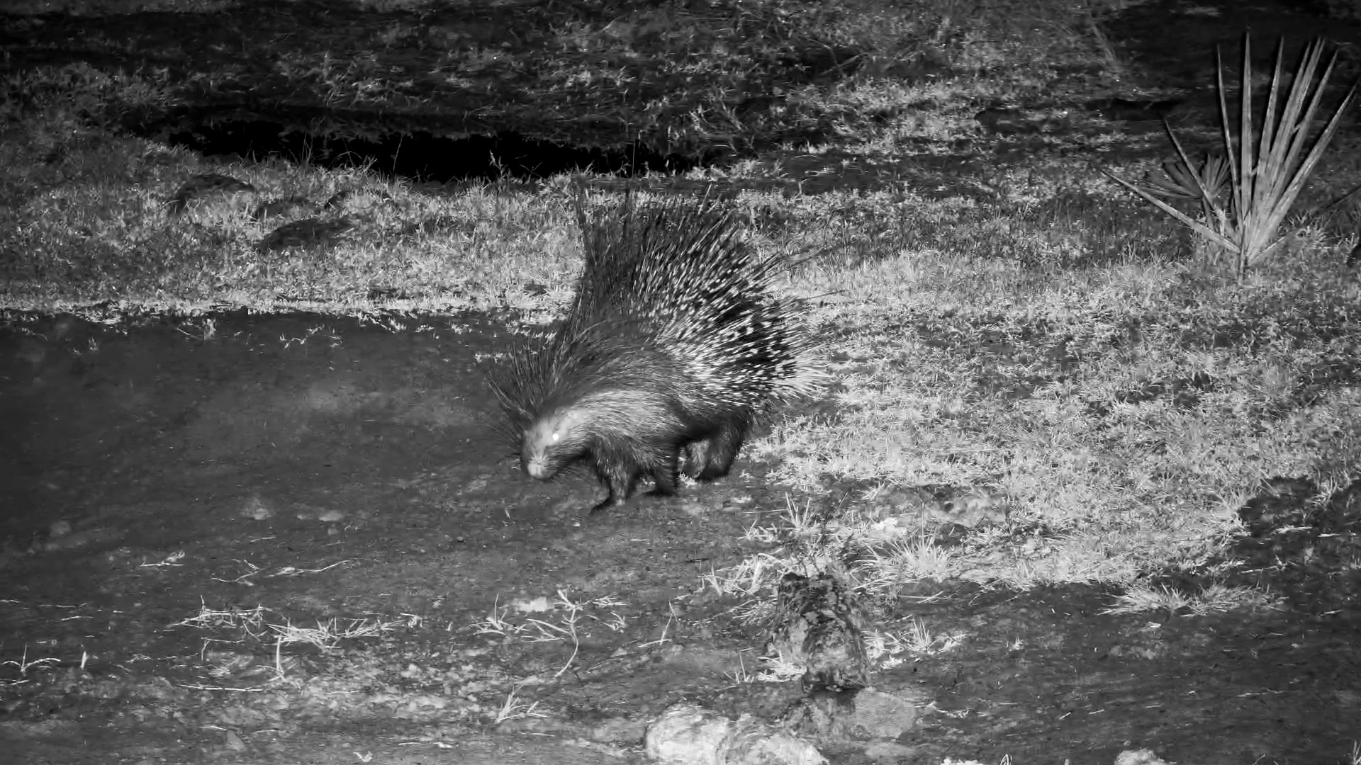 Two Porcupines Quietly Explore the Bush After Dark