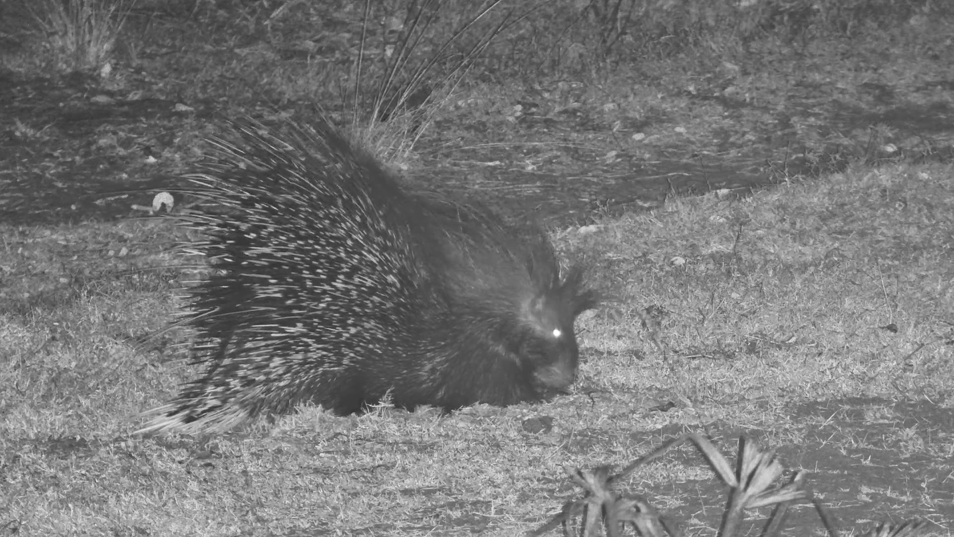 A Misty Night with Porcupines