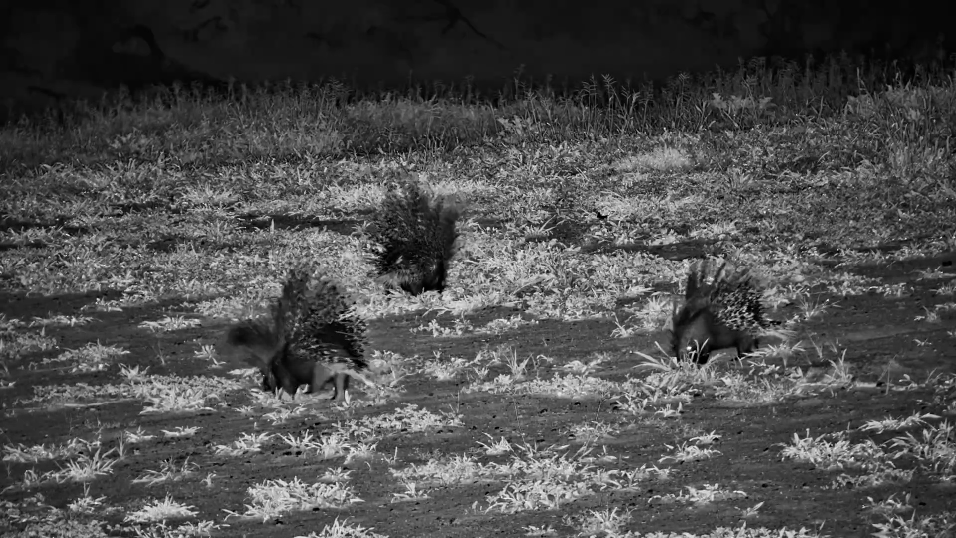 Porcupine Trio Forages to Night Sounds at Meno a Kwena