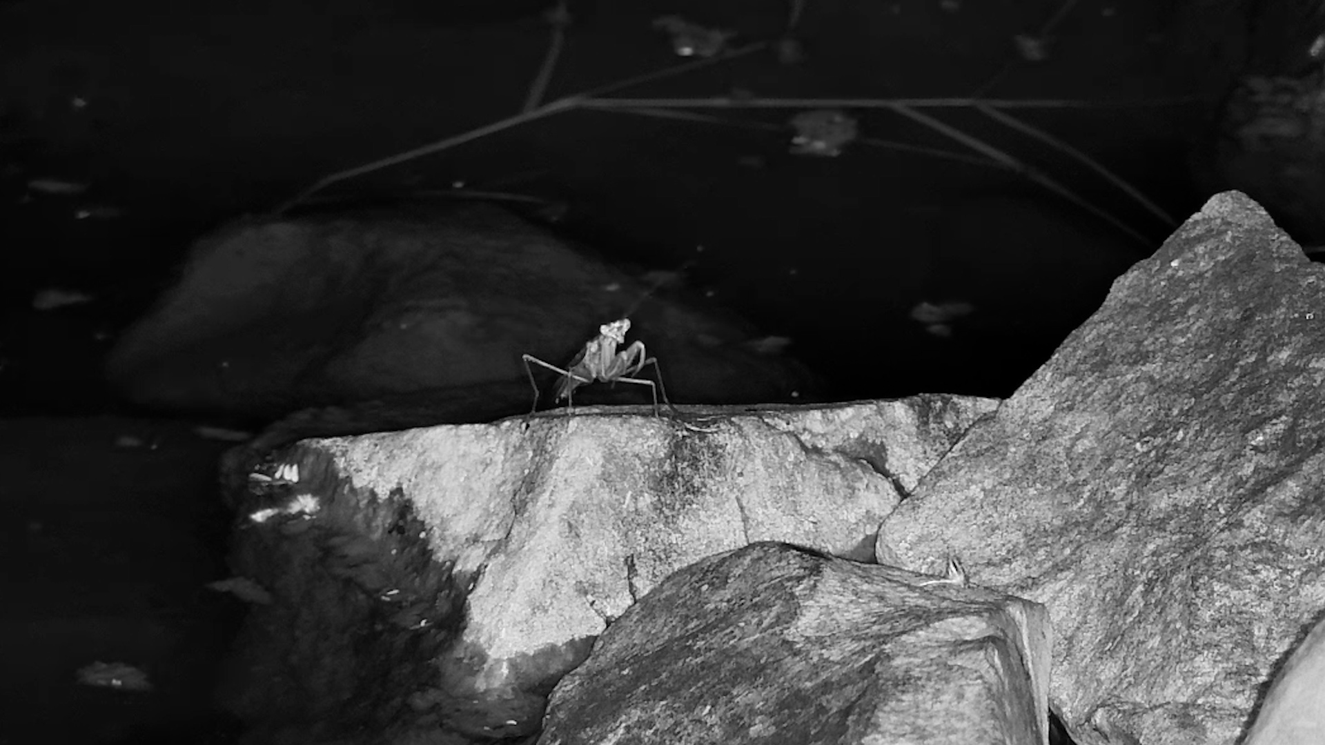 Tiny Predator on the Move!