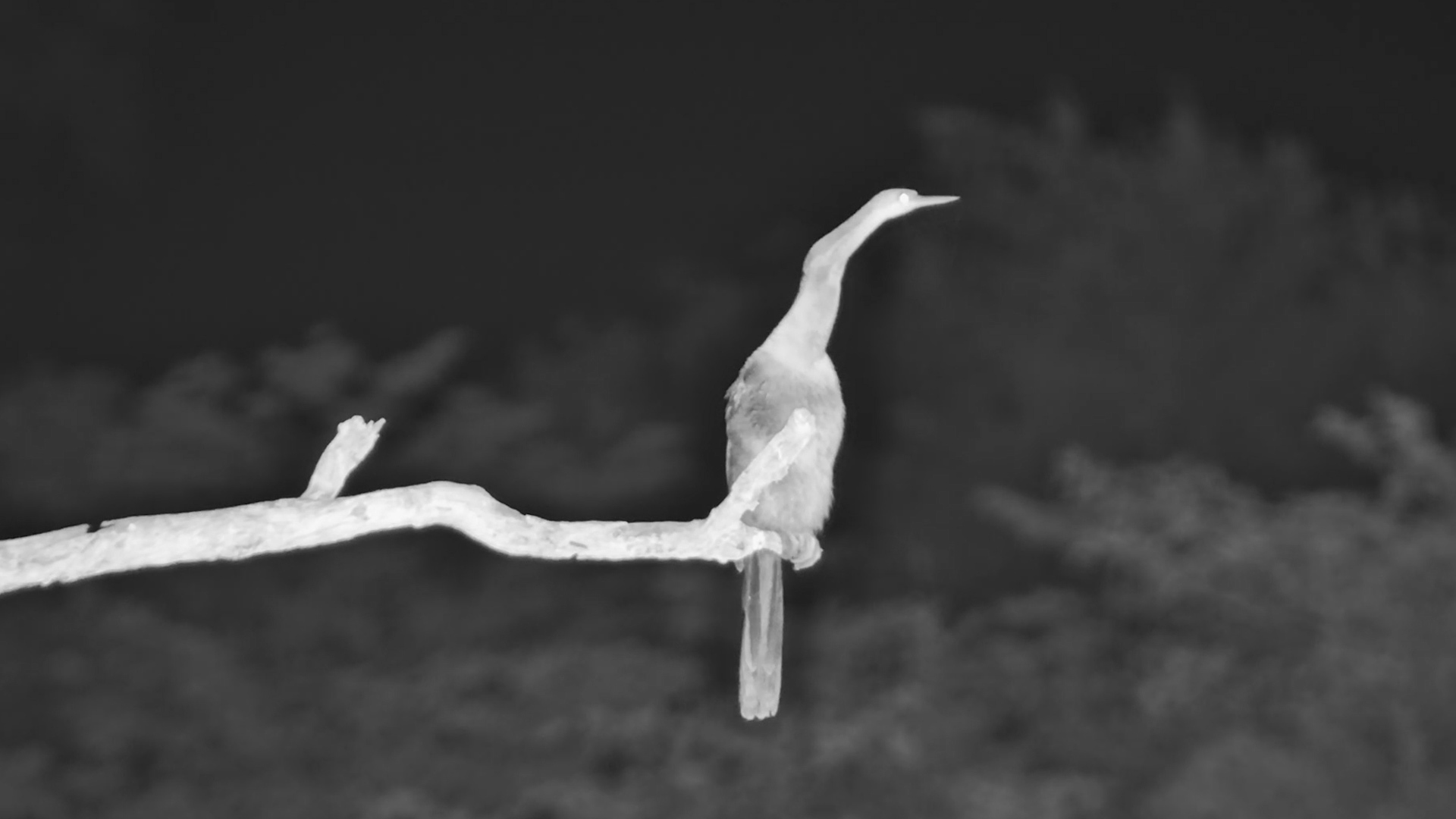 An African Darter After Dark