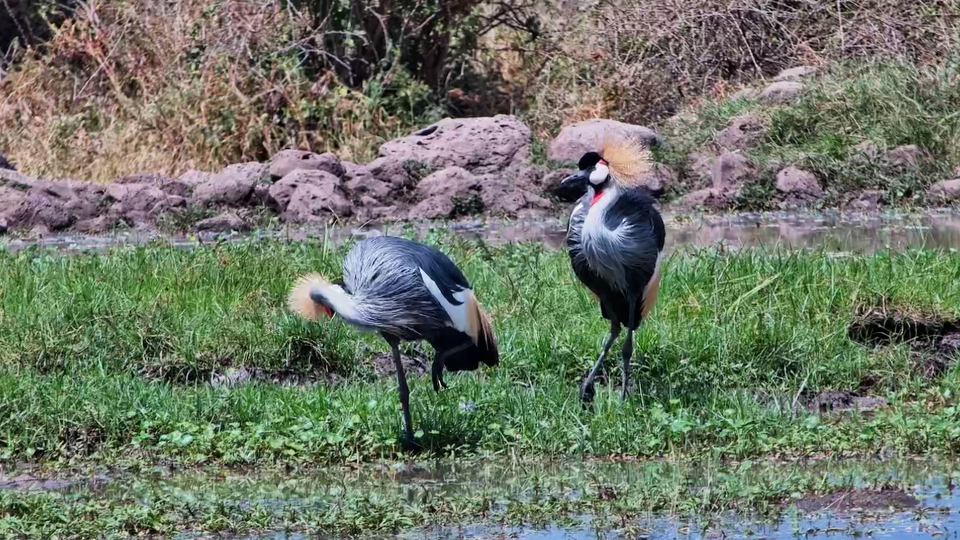 The Most Elegant Couple at the Waterhole