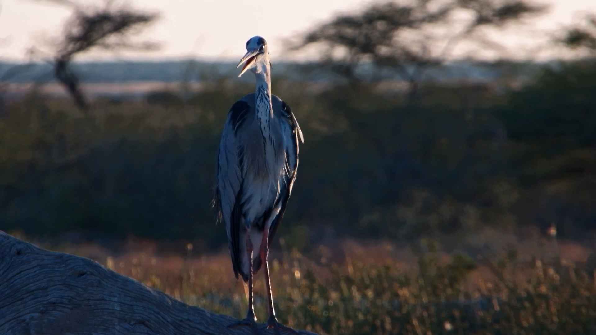 Golden Glow: Grey Heron Preens in the Morning Light