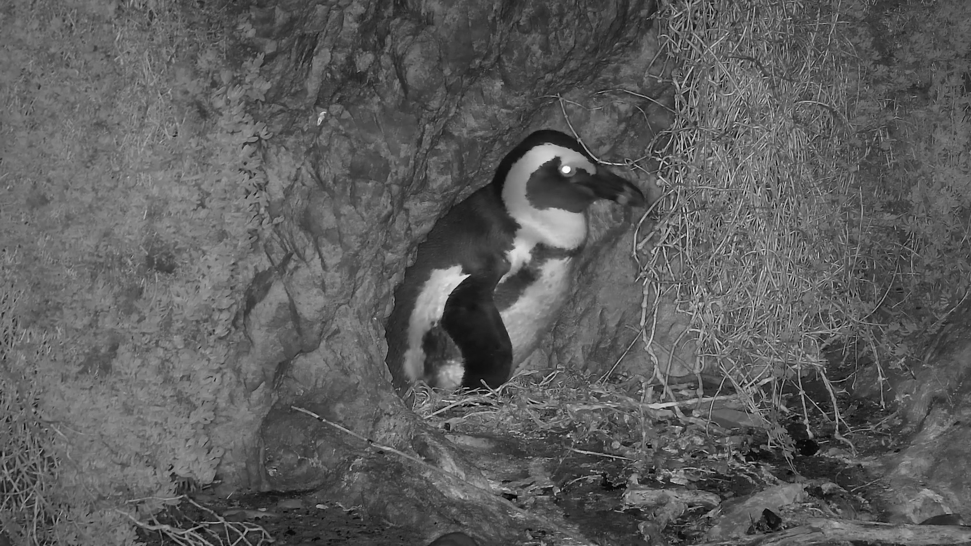 Penguin Preening in the Dark