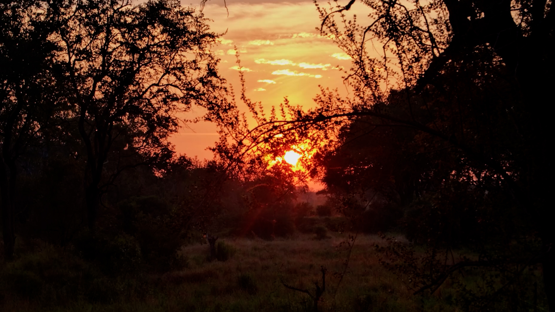 Golden Light Across the Sabi Sand