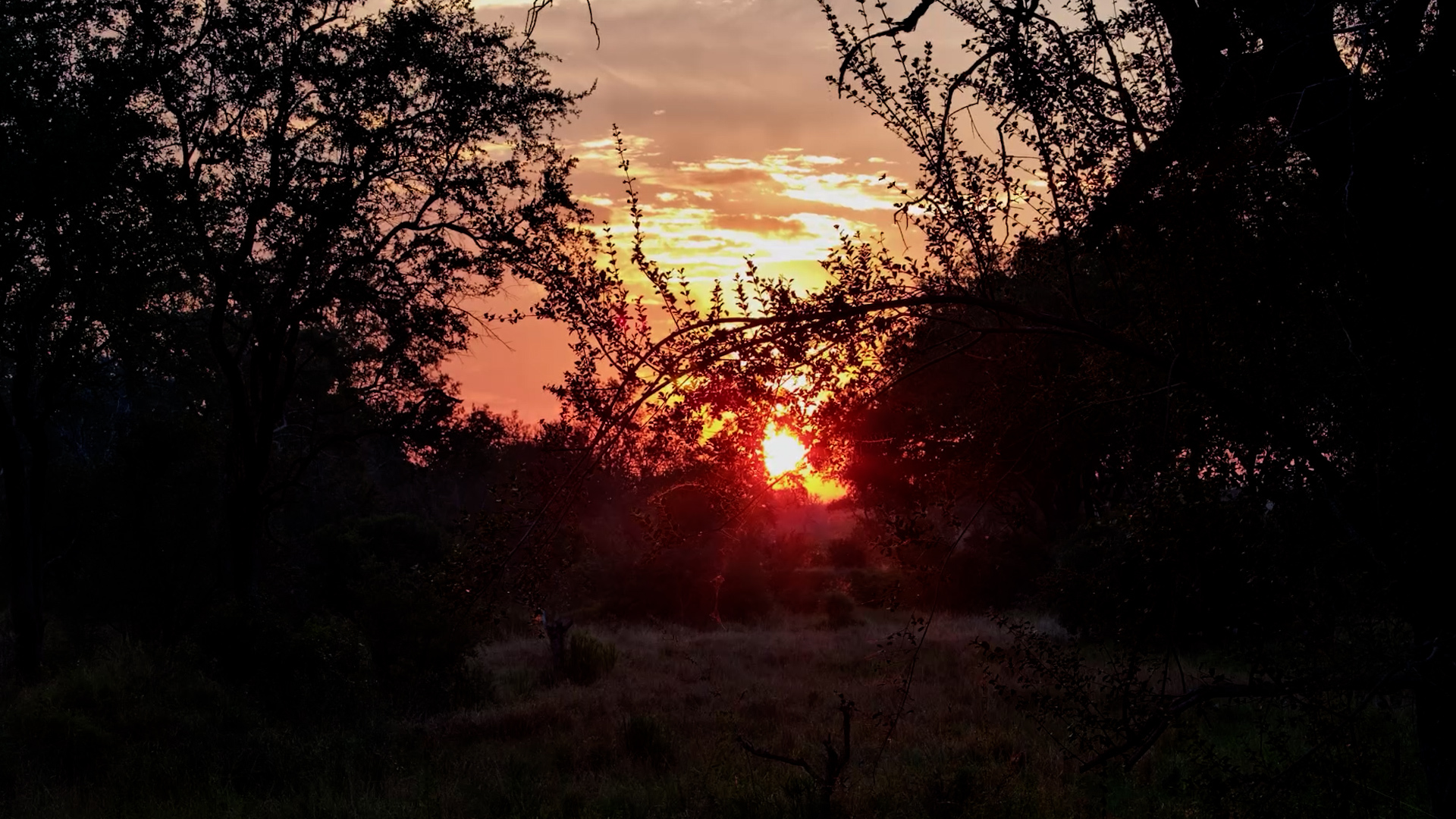 A Beautiful Evening Through the Trees