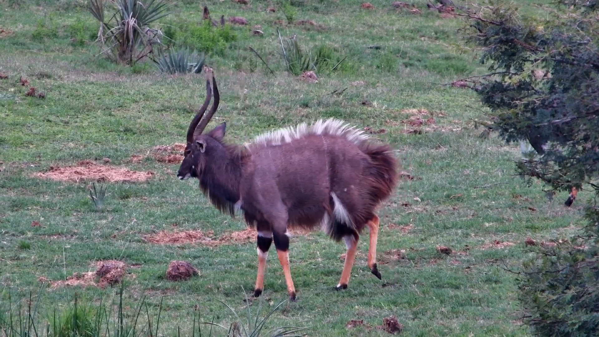 Dominance Display: Nyala Male’s Dance at Tembe