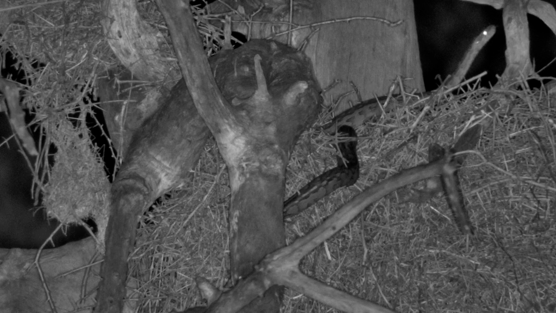 Python Raids the Nest