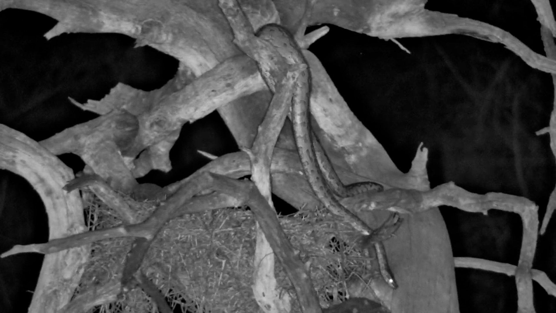 Silent Hunter: Southern African Python at Night