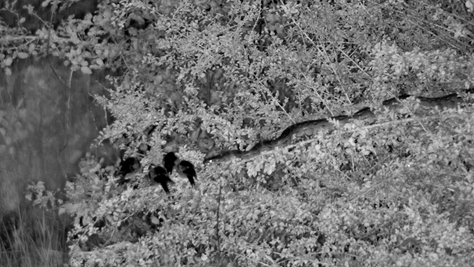 Sleeping Bird Has No Idea What’s Behind It…