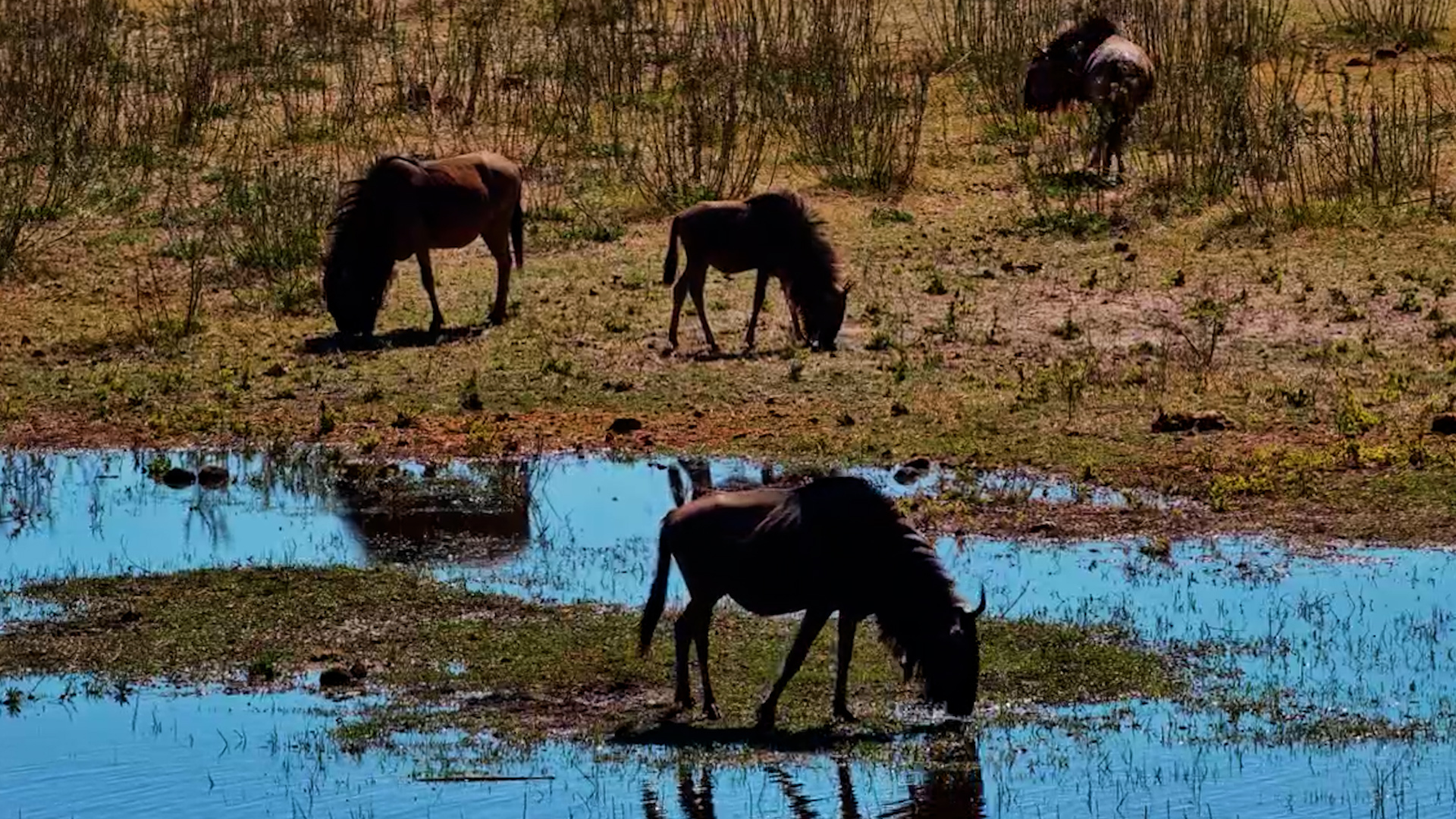 Wildebeest Living the Slow Life