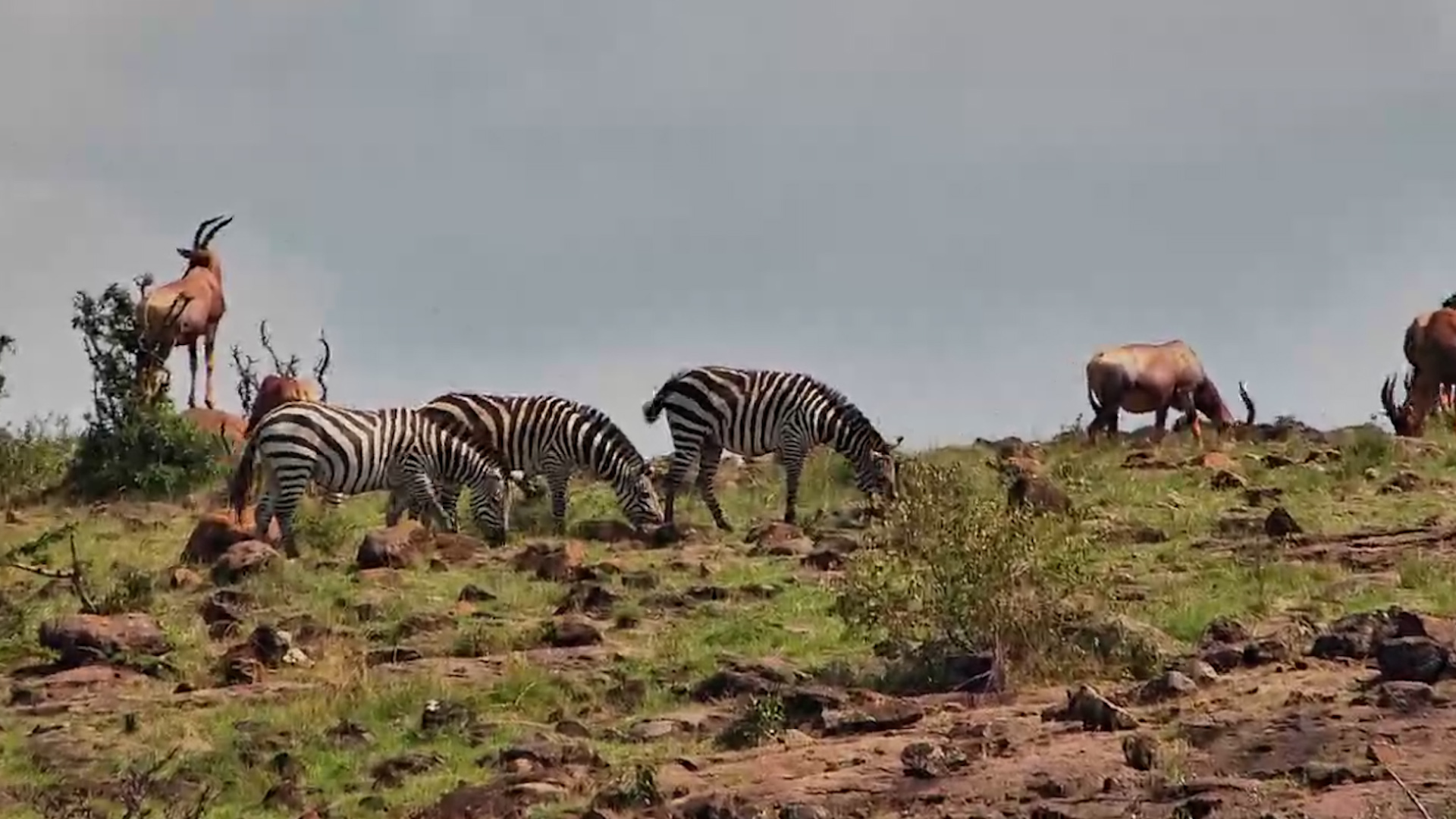 Topi Perched on the Hill Keeping Watch