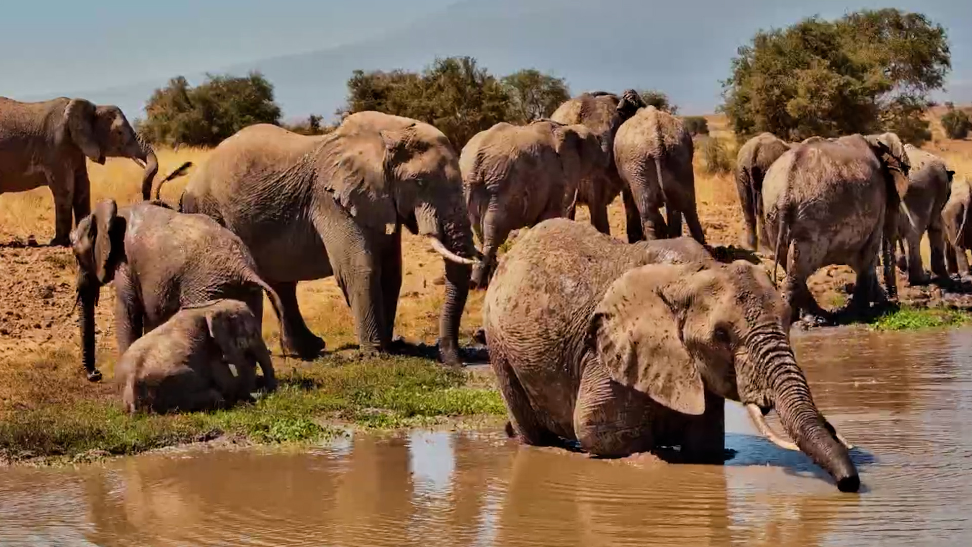 When the Whole Elephant Family Gets Thirsty
