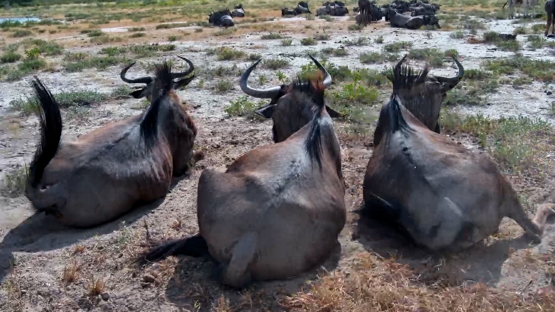 Lazy Day in the Wild