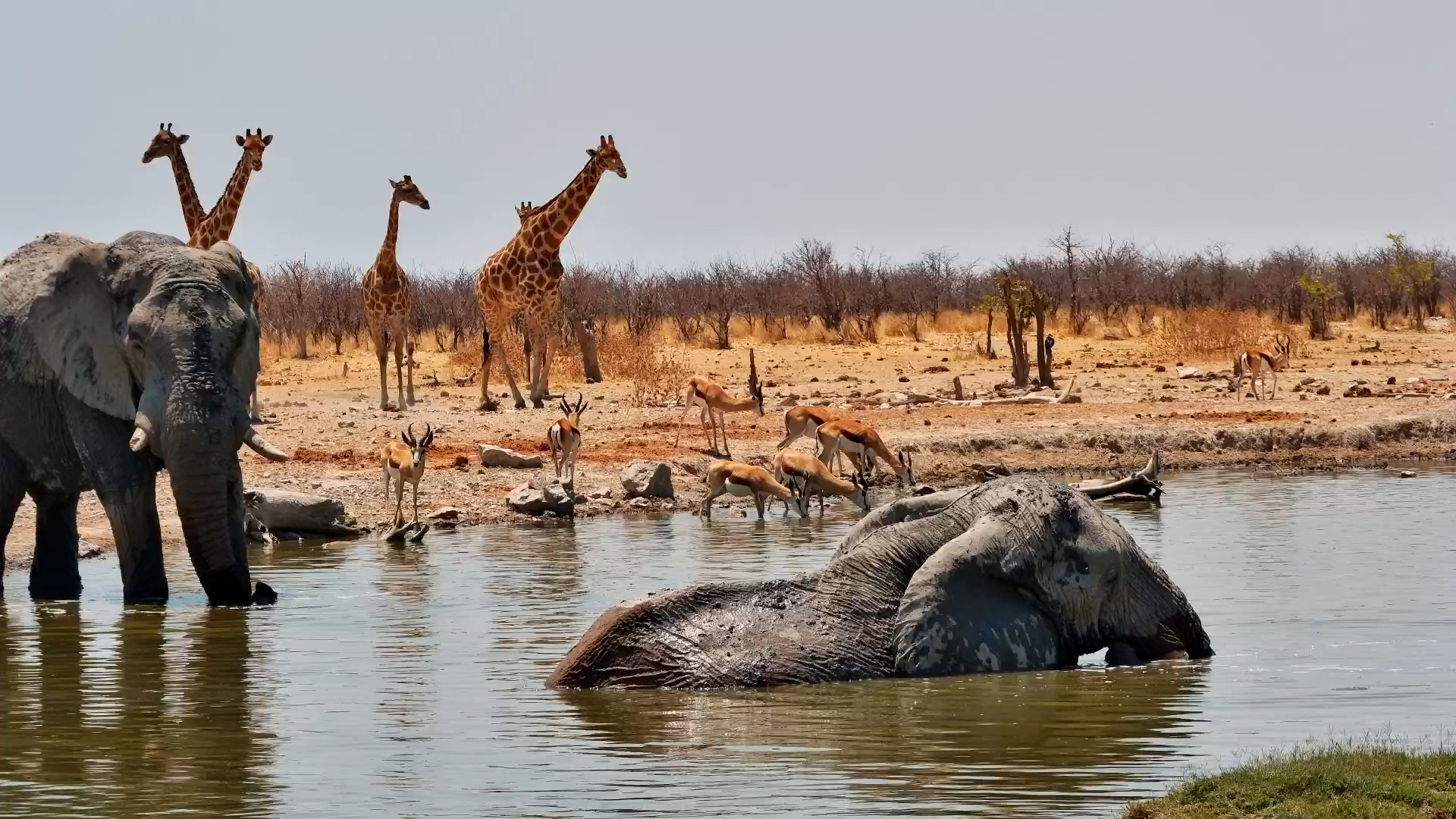 African Wildlife Mix: Elephants, Giraffes & Springbok at Safarihoek
