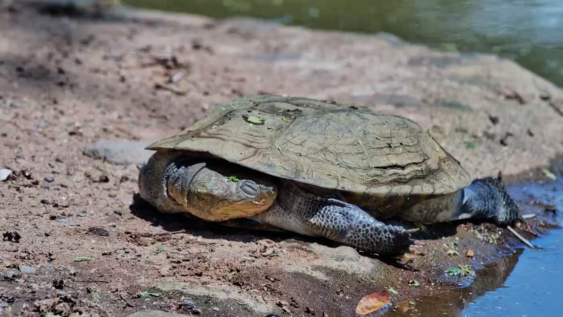 Enjoy Some Quite Time with Lentorre's Wildlife