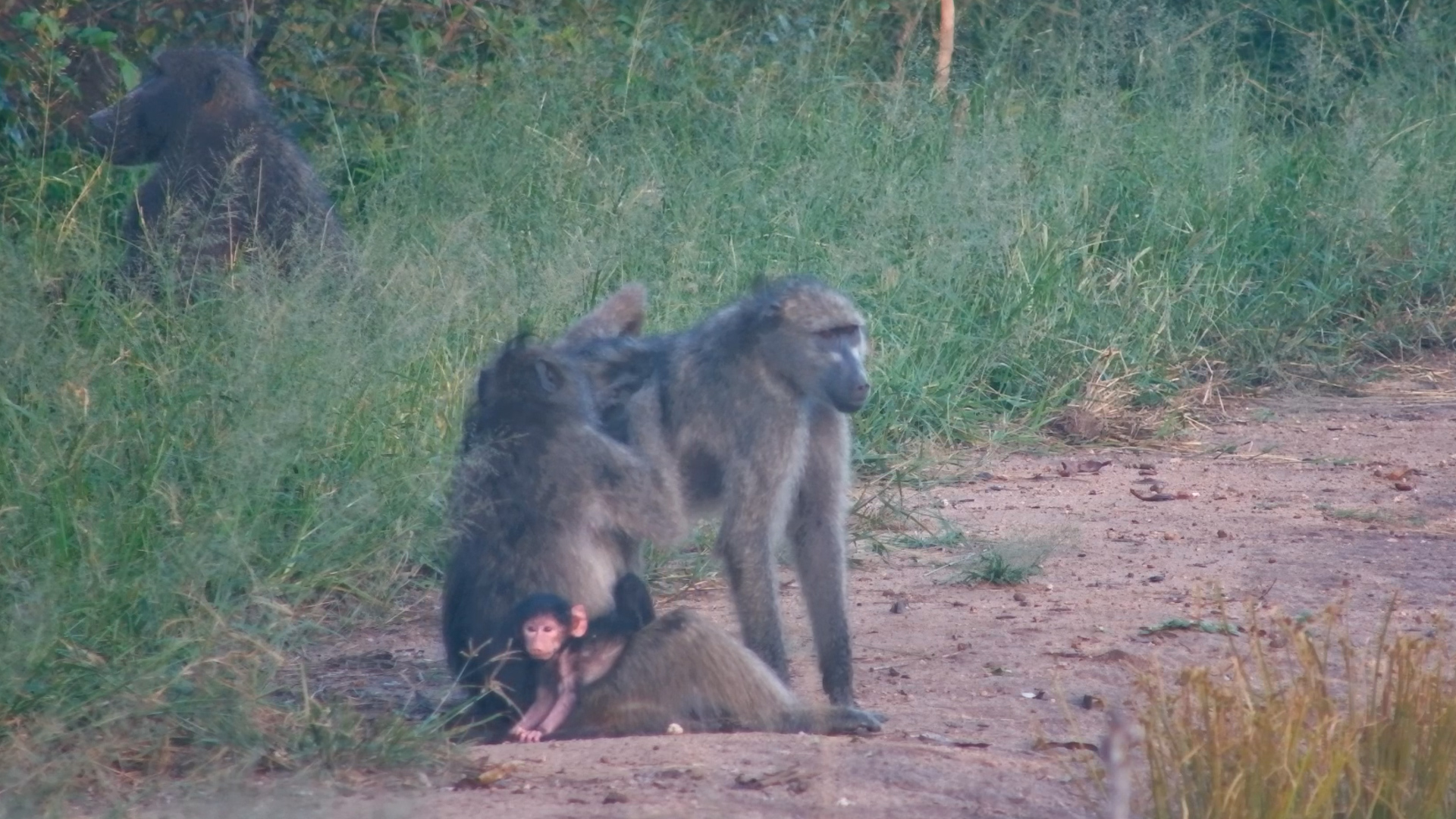 Baby Baboon Wants to Play