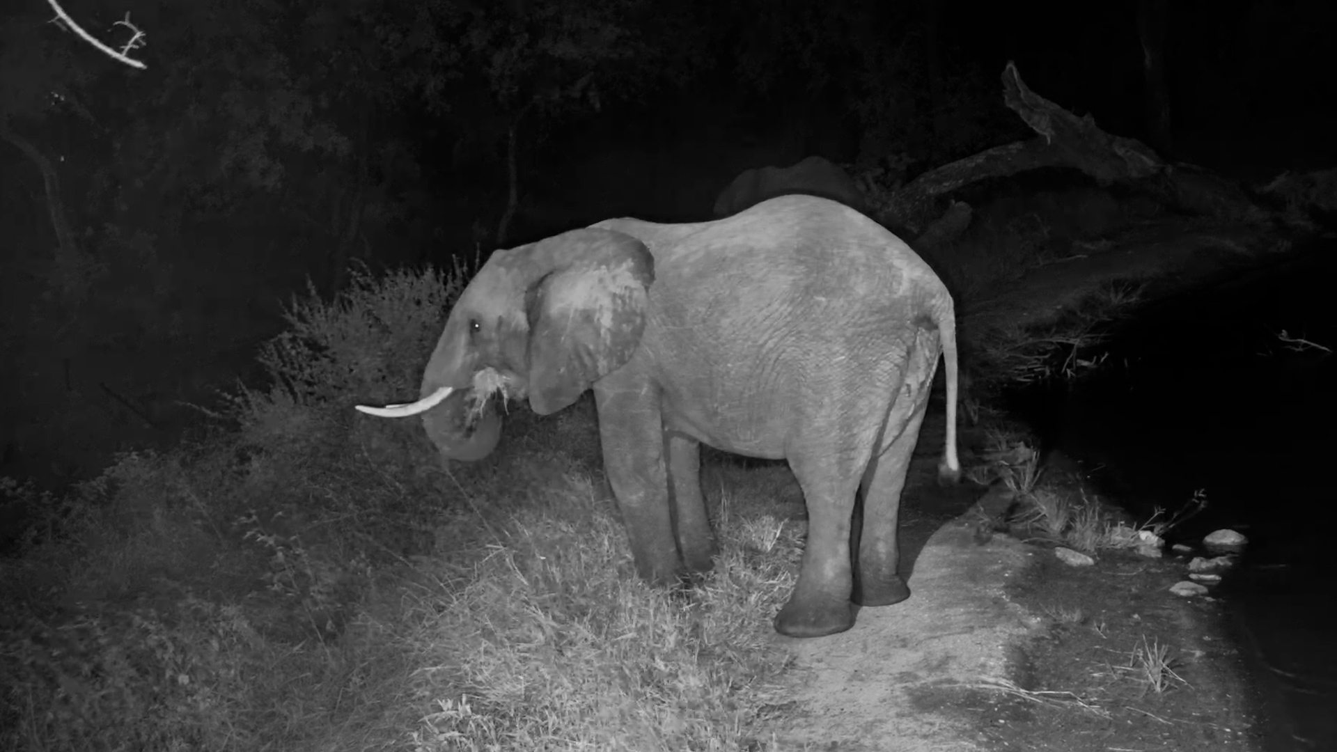 Elephants Feed in the Quiet of Night