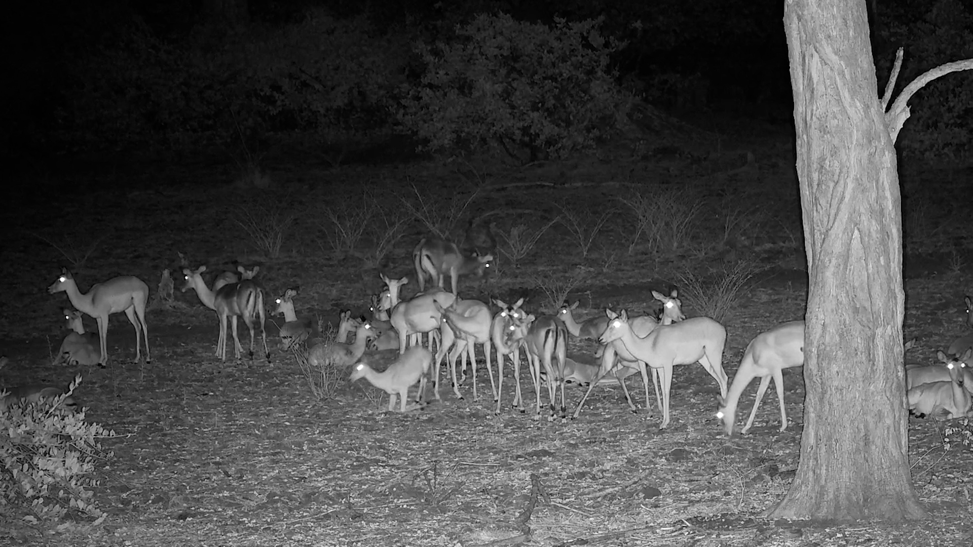 Sticking Together Through the Night