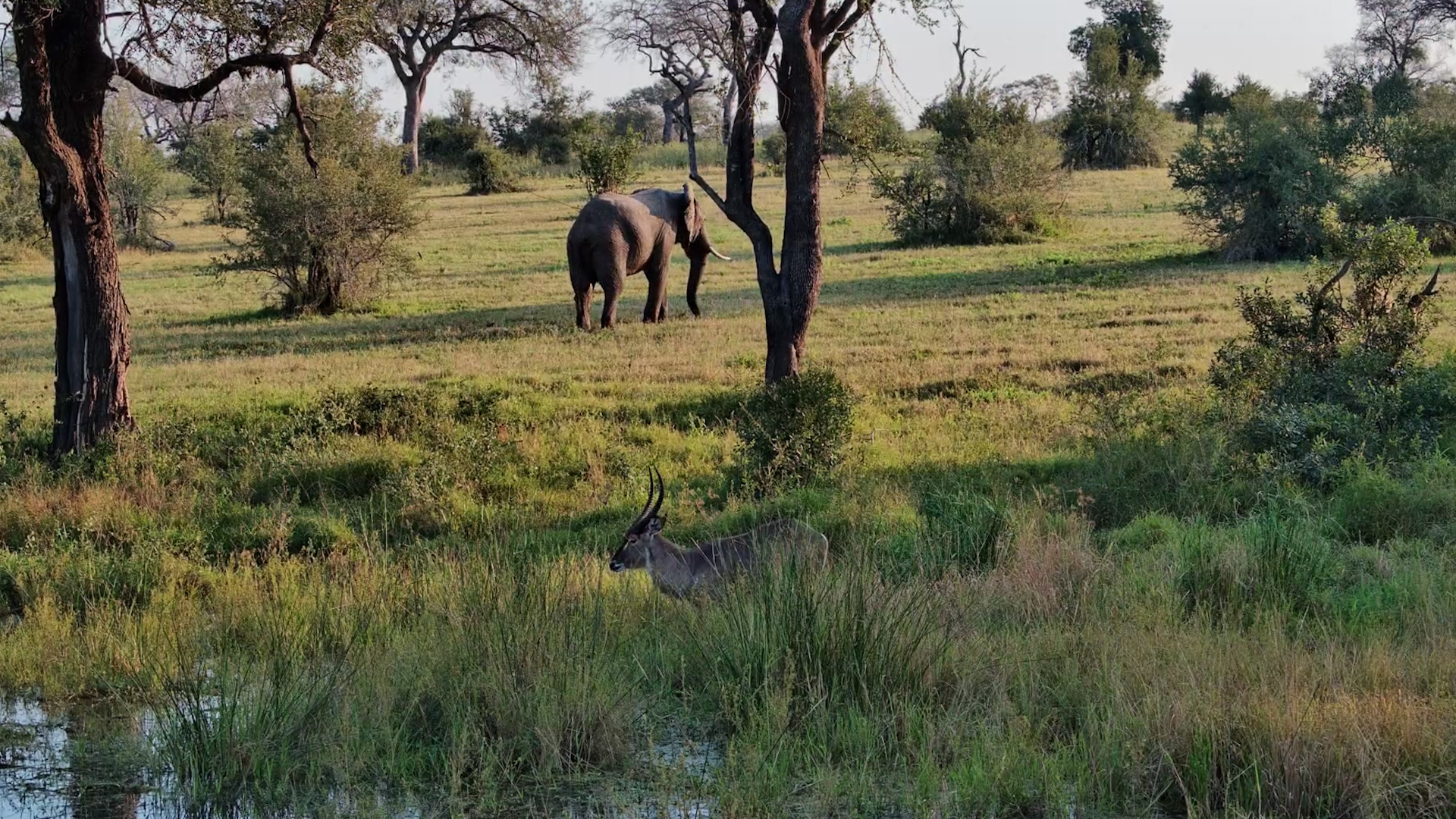 A Quiet Afternoon in the Sabi Sand