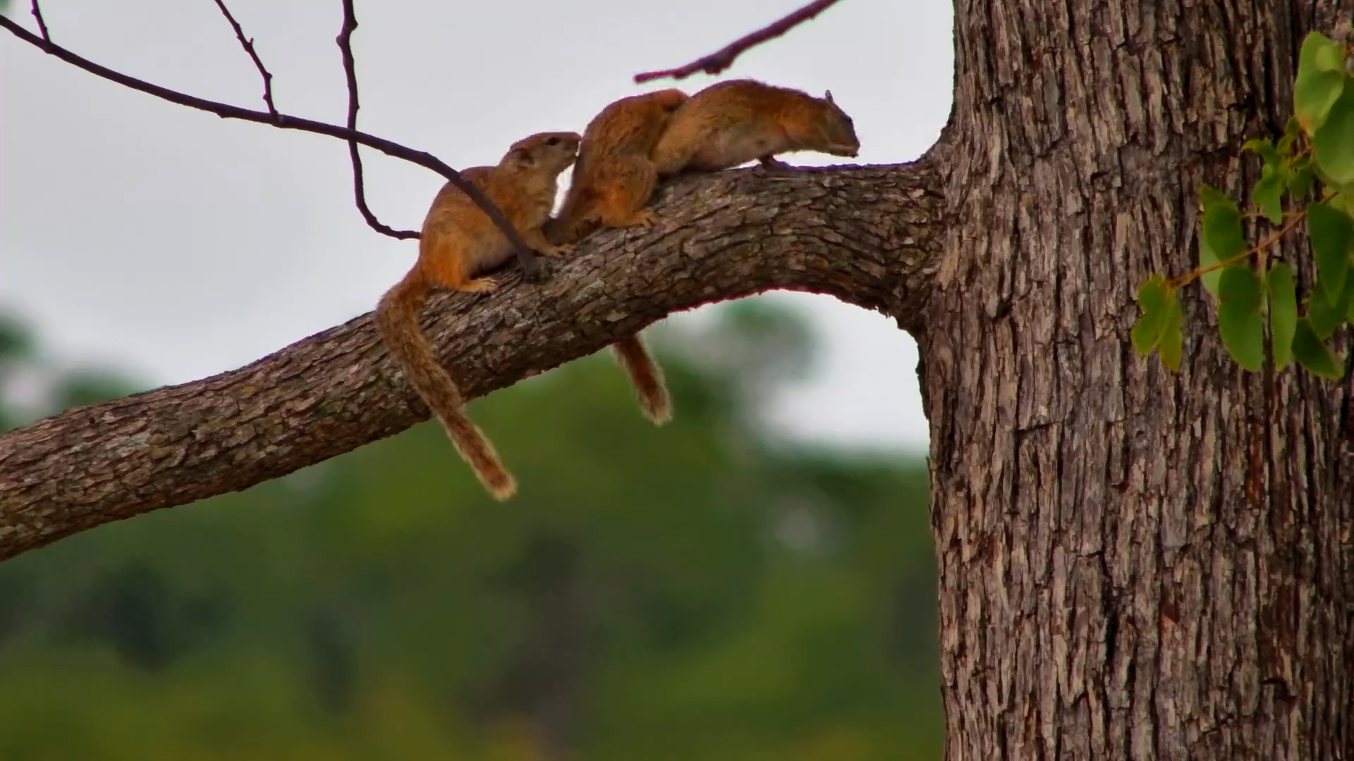 Squirrel Family Chill Time