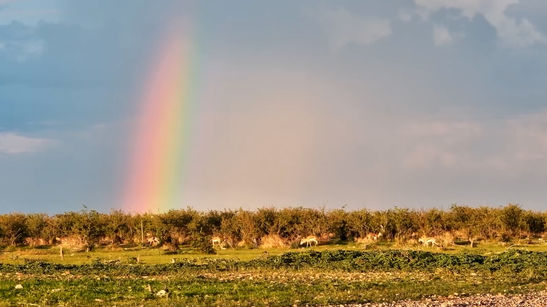 A Rainbow Appears Over Safarihoek