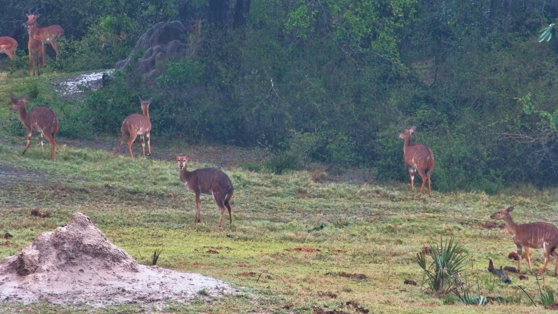 Rainy Day Grazing: Antelope Enjoy a Cool Break