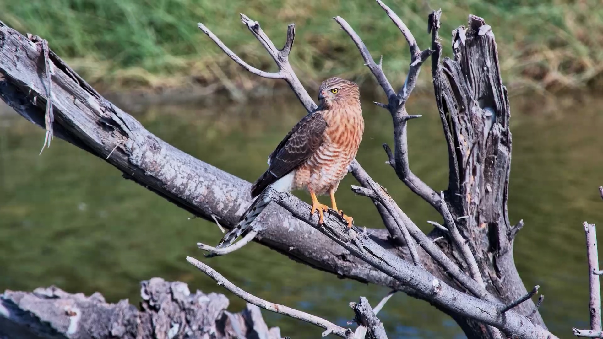 Juvenile Gabar Goshawk Spots a Mongoose