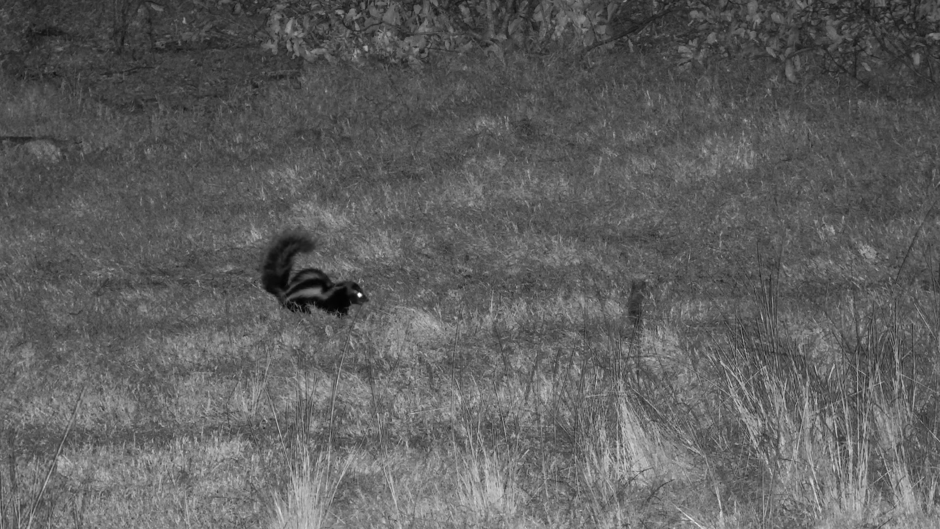 Rare Striped Polecat Forages at Tembe