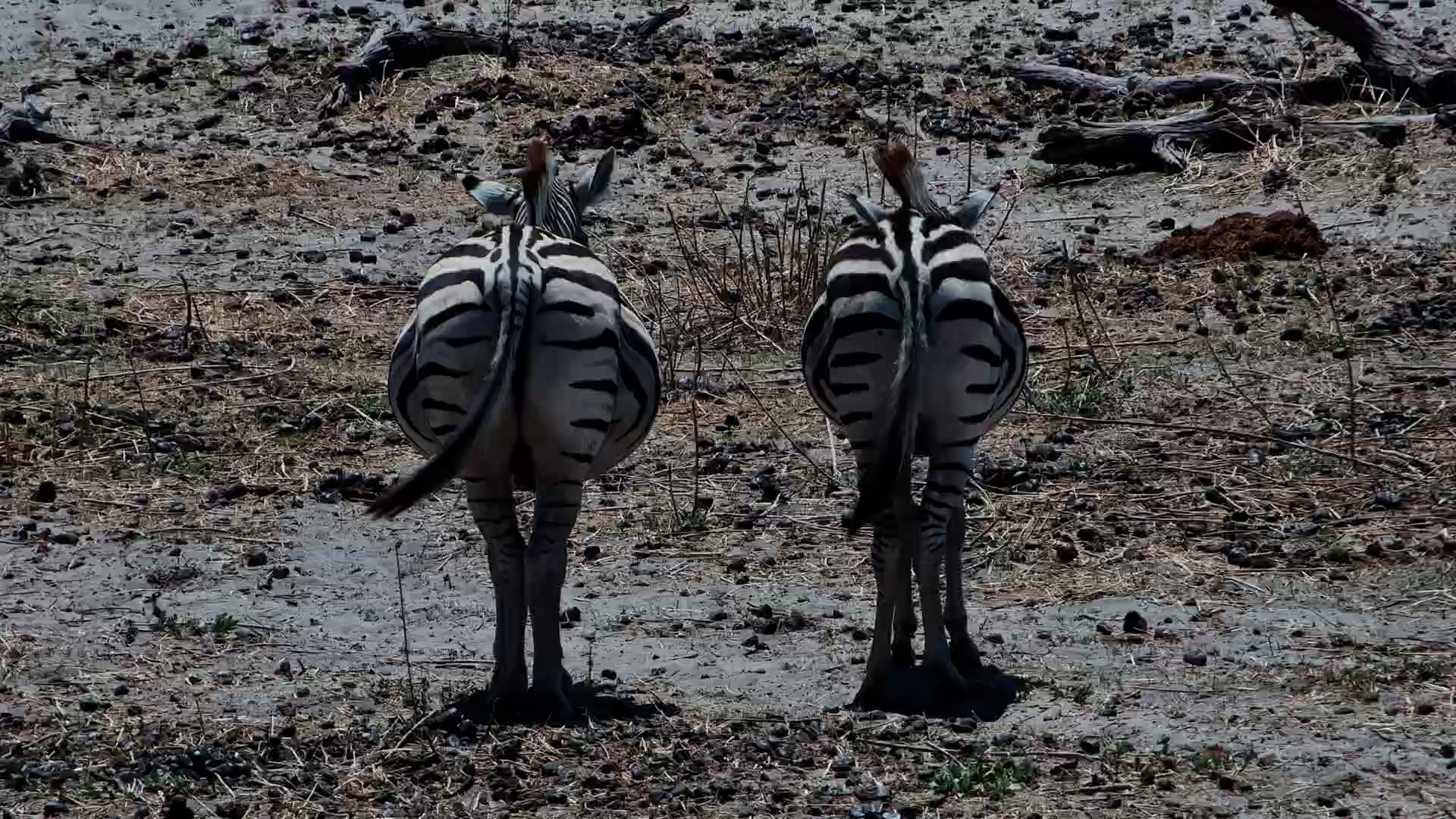 Who’s Expecting? Pregnant vs Normal Zebra