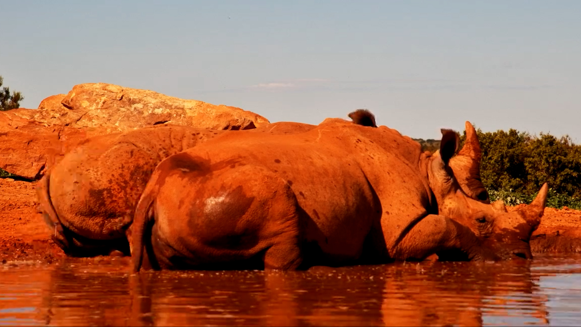 Relaxing Rhinos at Founders Lodge