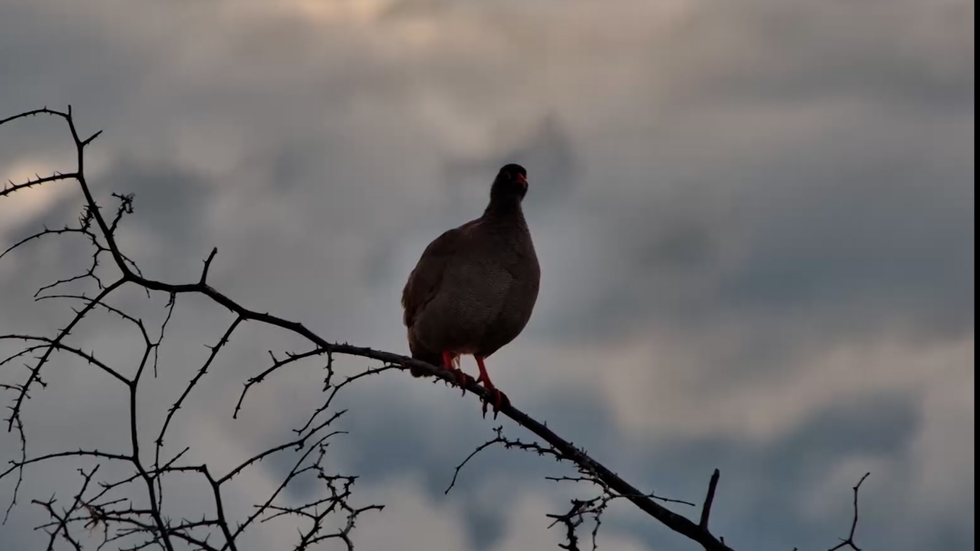 Red-billed Spurfowl Calling in the Wild
