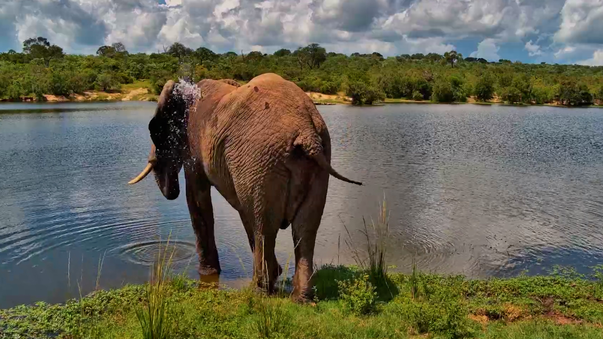Elephant With Missing Tail Tip Drinks at Ulusaba