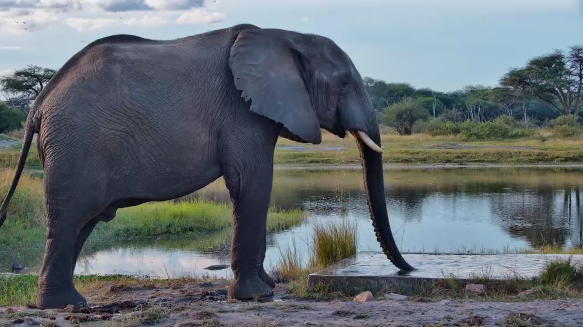 Lone Elephant Enjoying The Hide