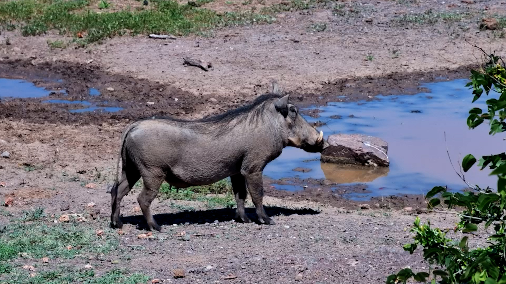 Knee-Deep Grazing! Warthog Gets Comfy at the Waterhole