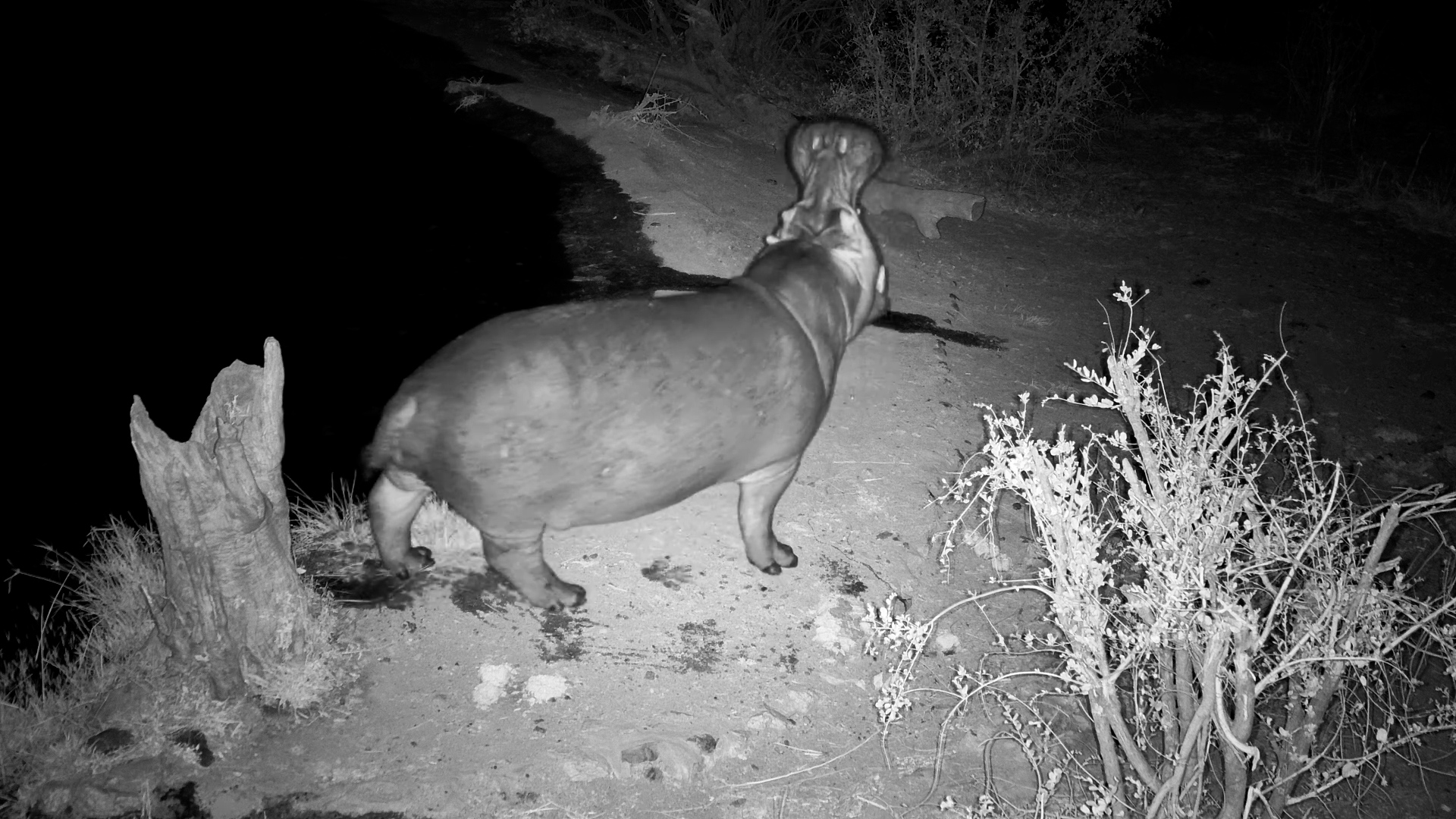 Huge Hippo Yawn at Rosie’s Pan