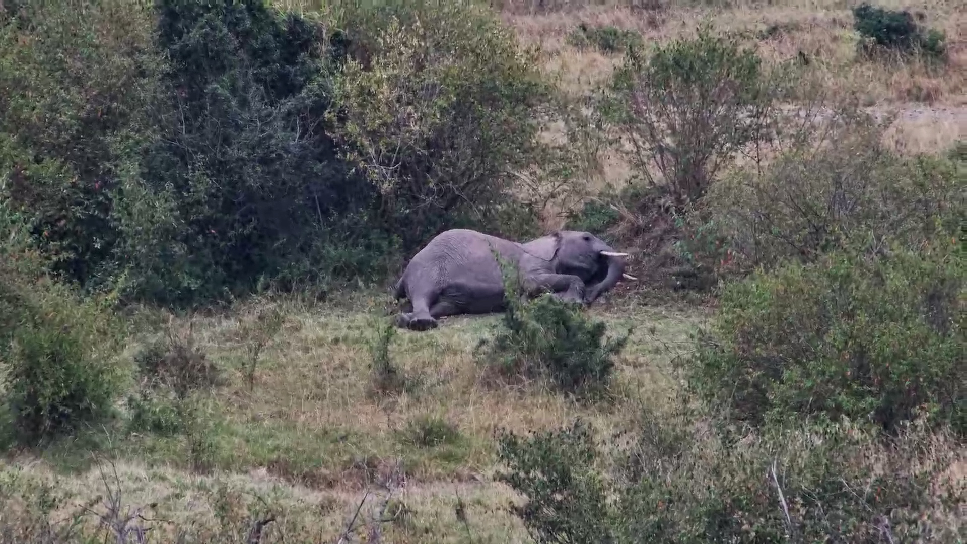 Even Giants Need a Nap: Elephant Rests in the Grass