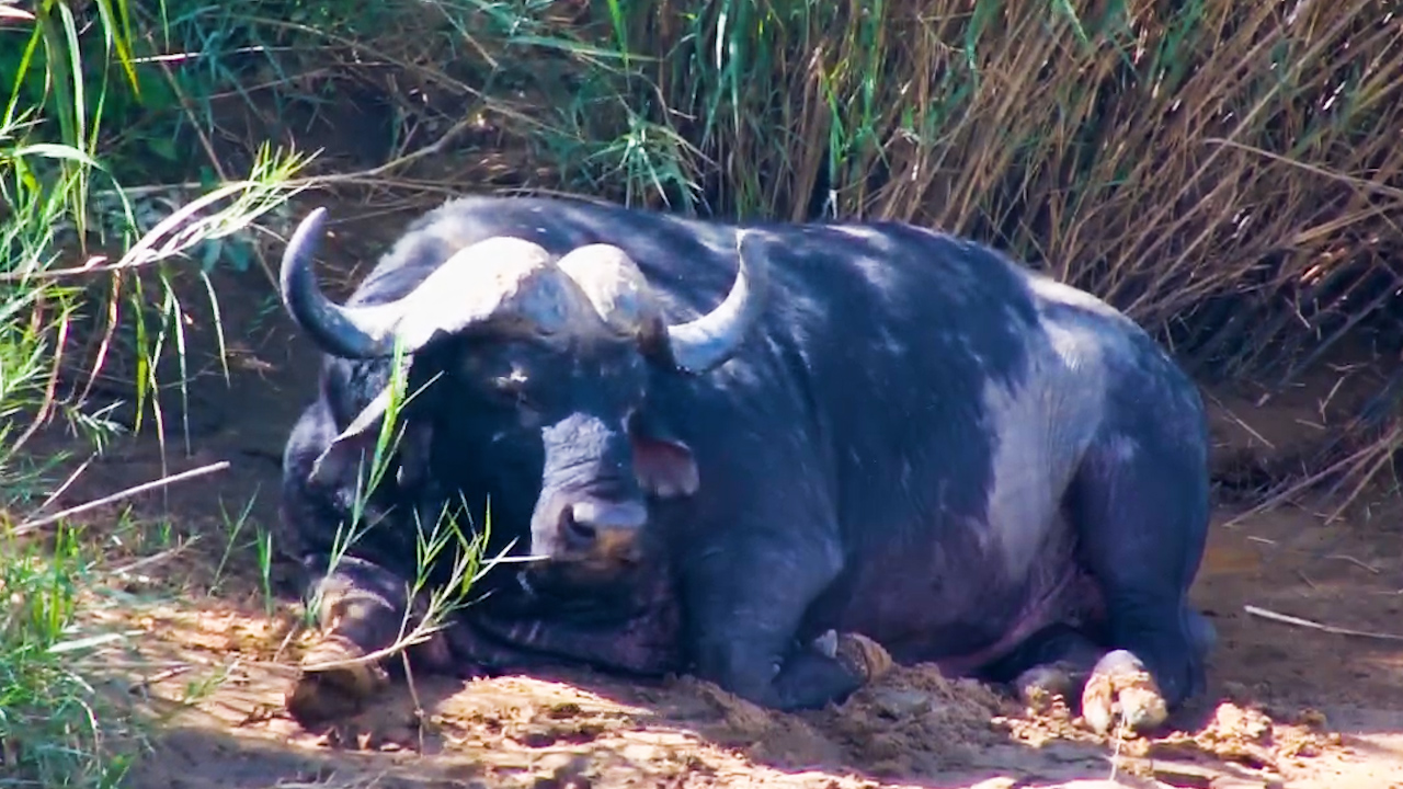 The Buffalo Bull Had Absolutely No Plans Today