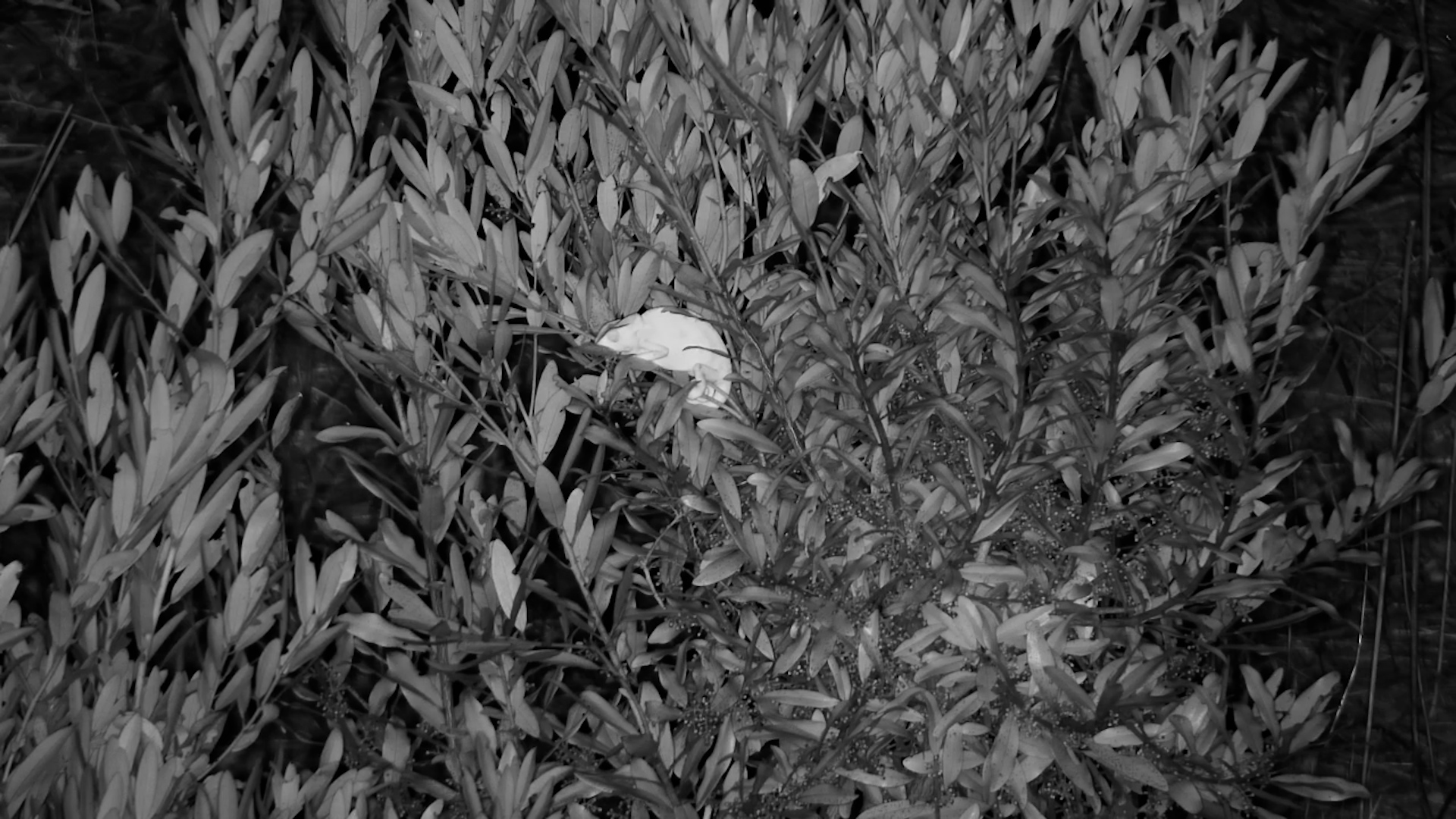 Flap-Necked Chameleon in the Dark