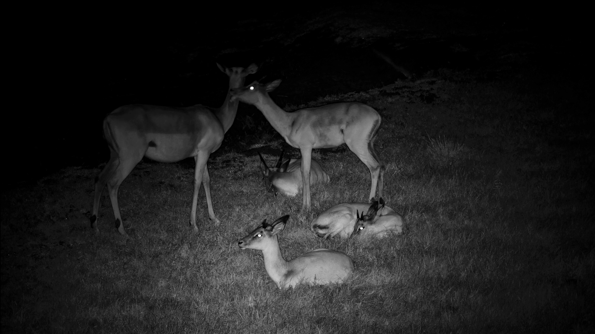 Impalas Rest and Groom in the Darkness