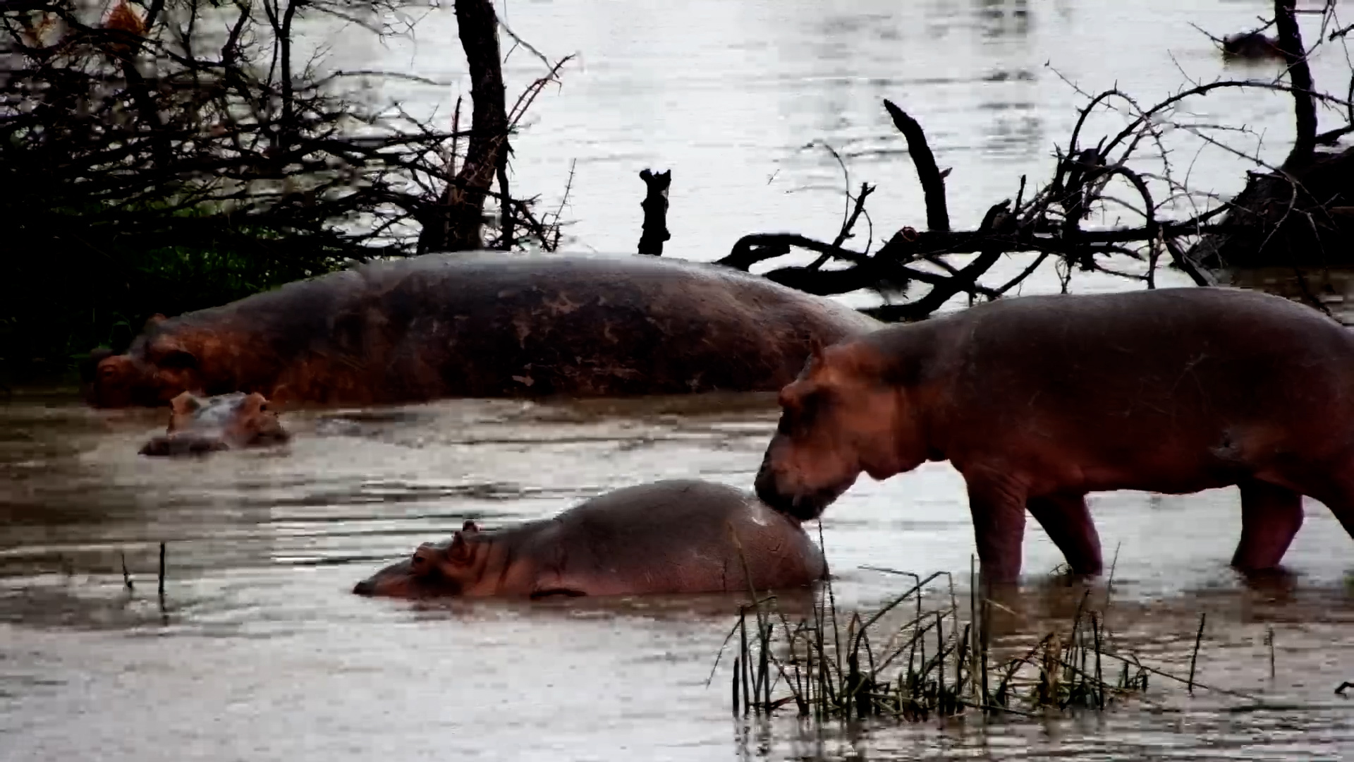Hippo Calf Licks Its Friend After a Play Session