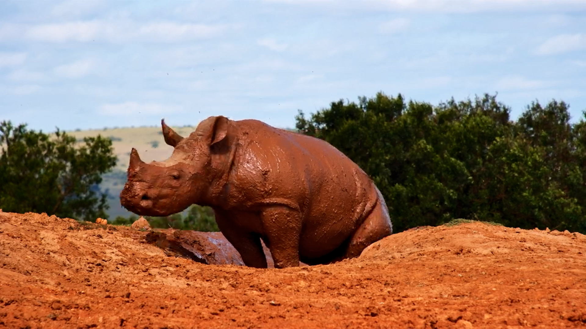 Rhino and Calf Enjoy a Mud Bath