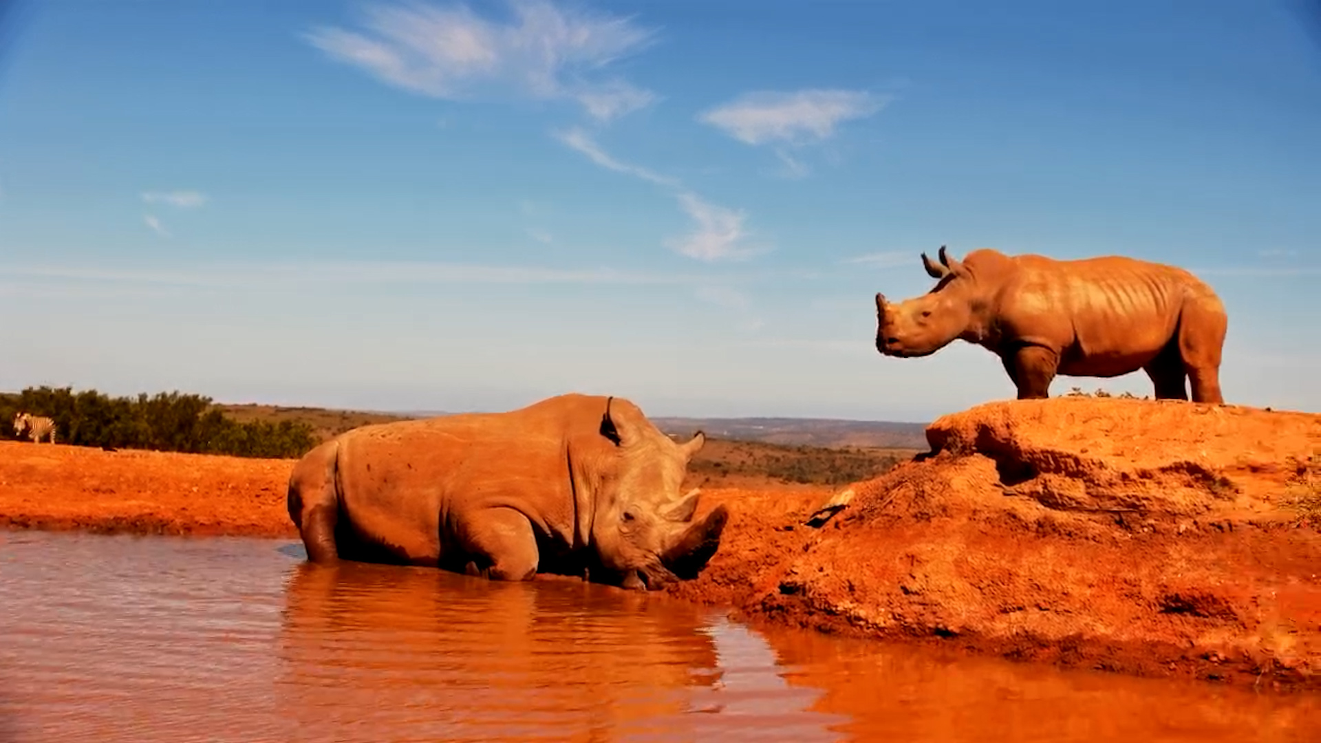 Little Rhino Interacts with Adult at Founders