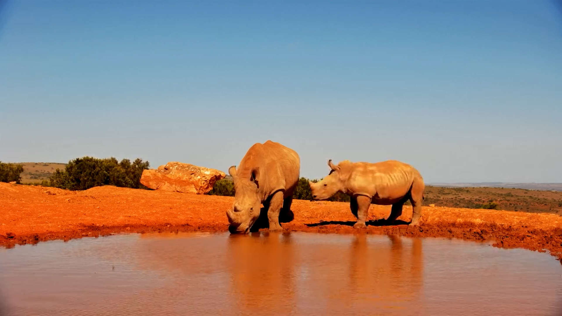 Muddy Moments with Mandy and Her Baby Rhino