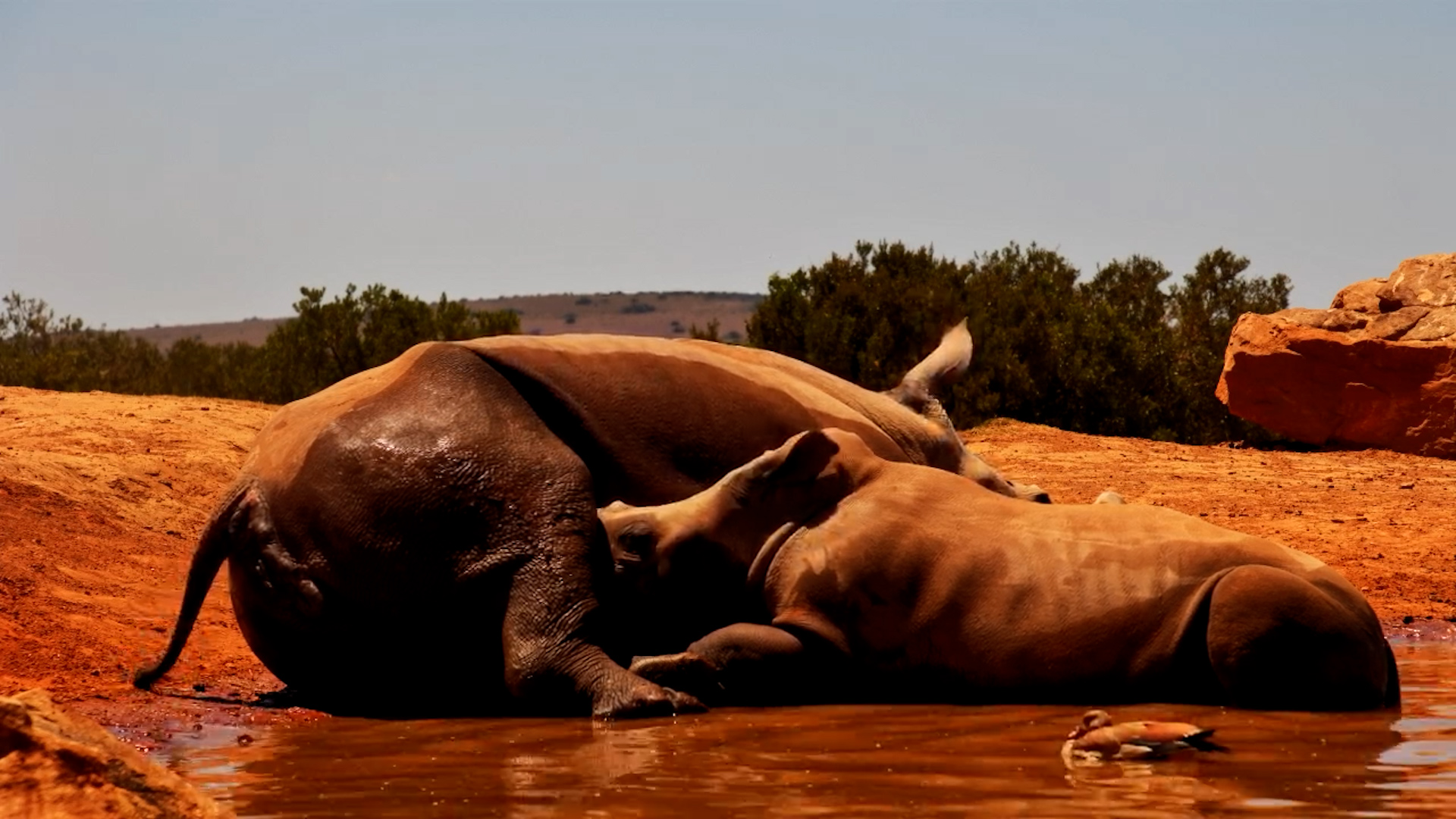 Rhino Calf Tries to Suckle While Mum Wallowing