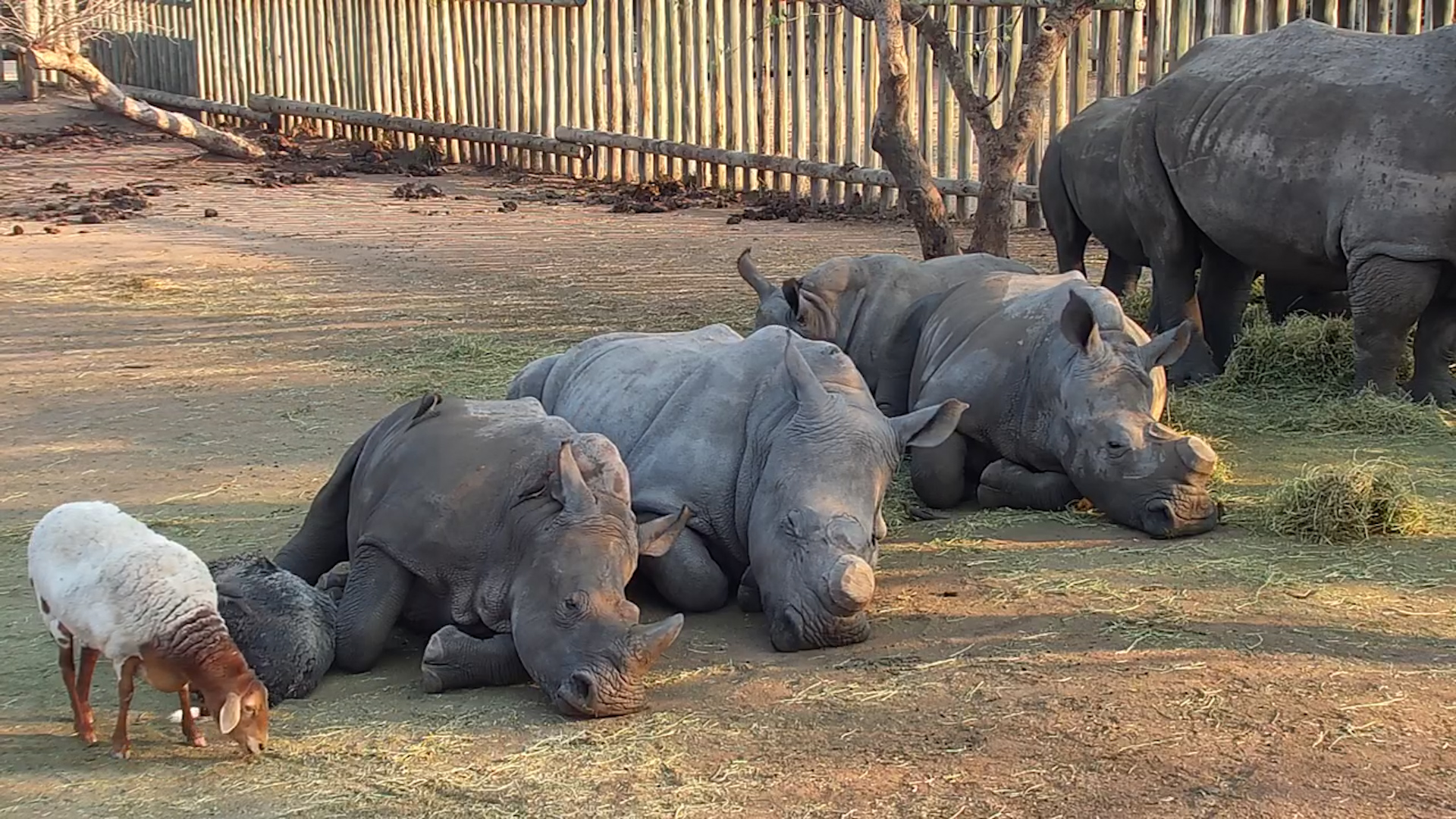 Rhino and Sheep Cuddle Together at HESC | Unlikely Animal Friendship
