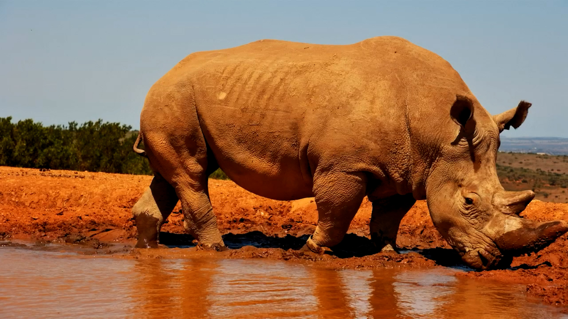 Sloppy and Happy: Rhino and Warthogs in the Mud