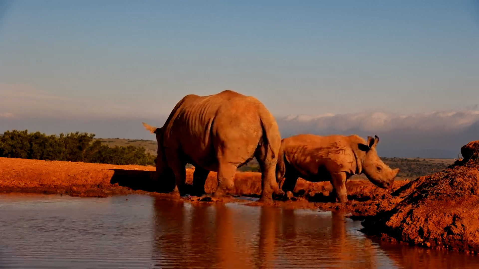 Afternoon Mud Bath! Margaret and Her Little Rhino
