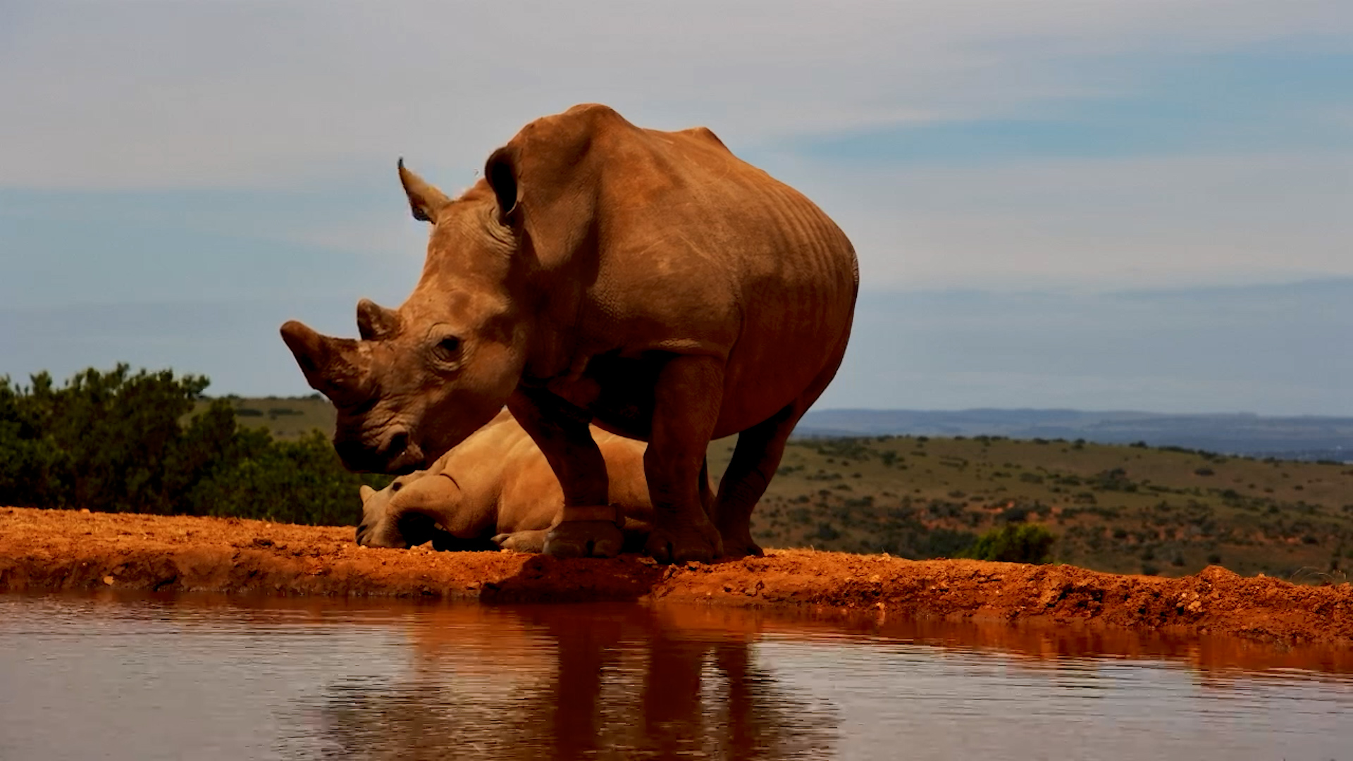 Margaret’s Rhino Calf Takes a Snooze