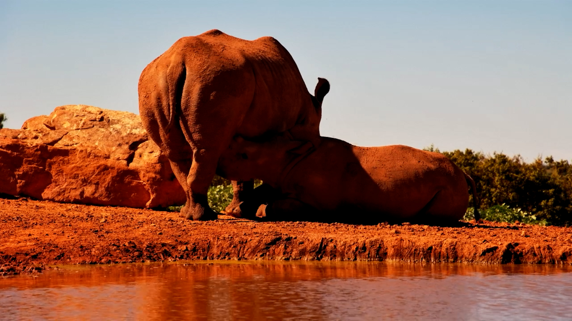Suckling Rhino Calf!